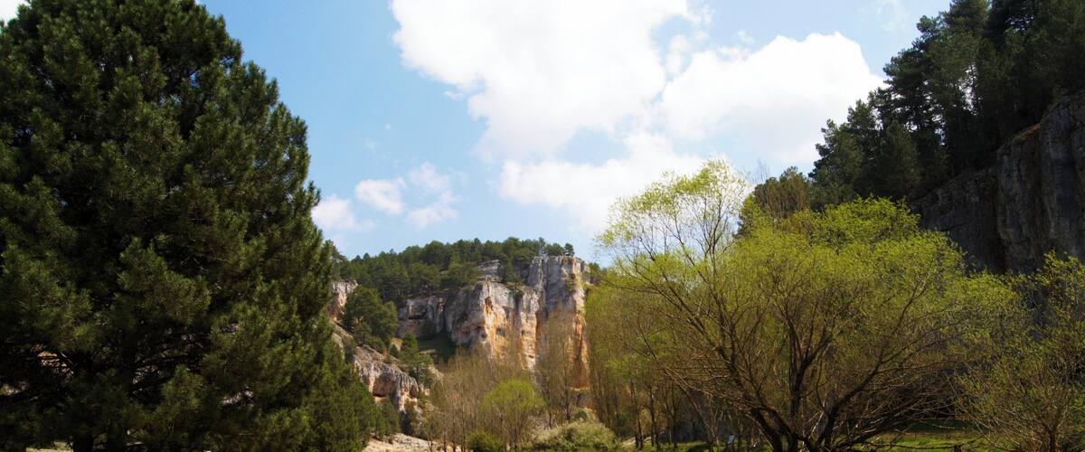 A grassy field with a large tree, a rocky cliff, and a clear sky.