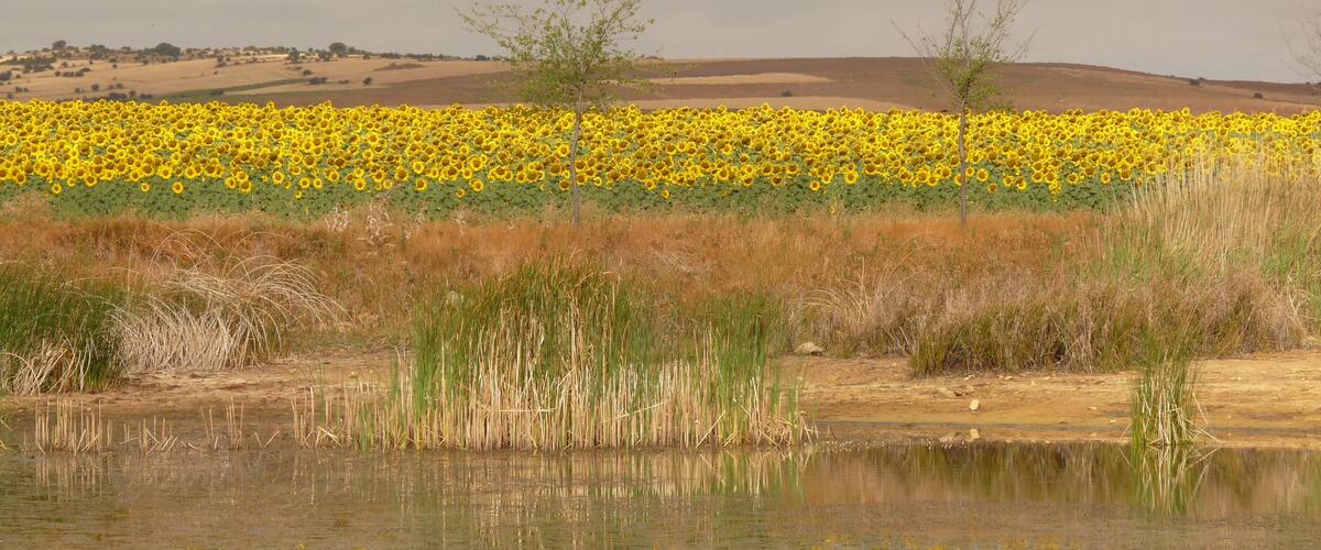 A field of yellow flowers reflecting on a calm body of water, with a cloudy sky above.