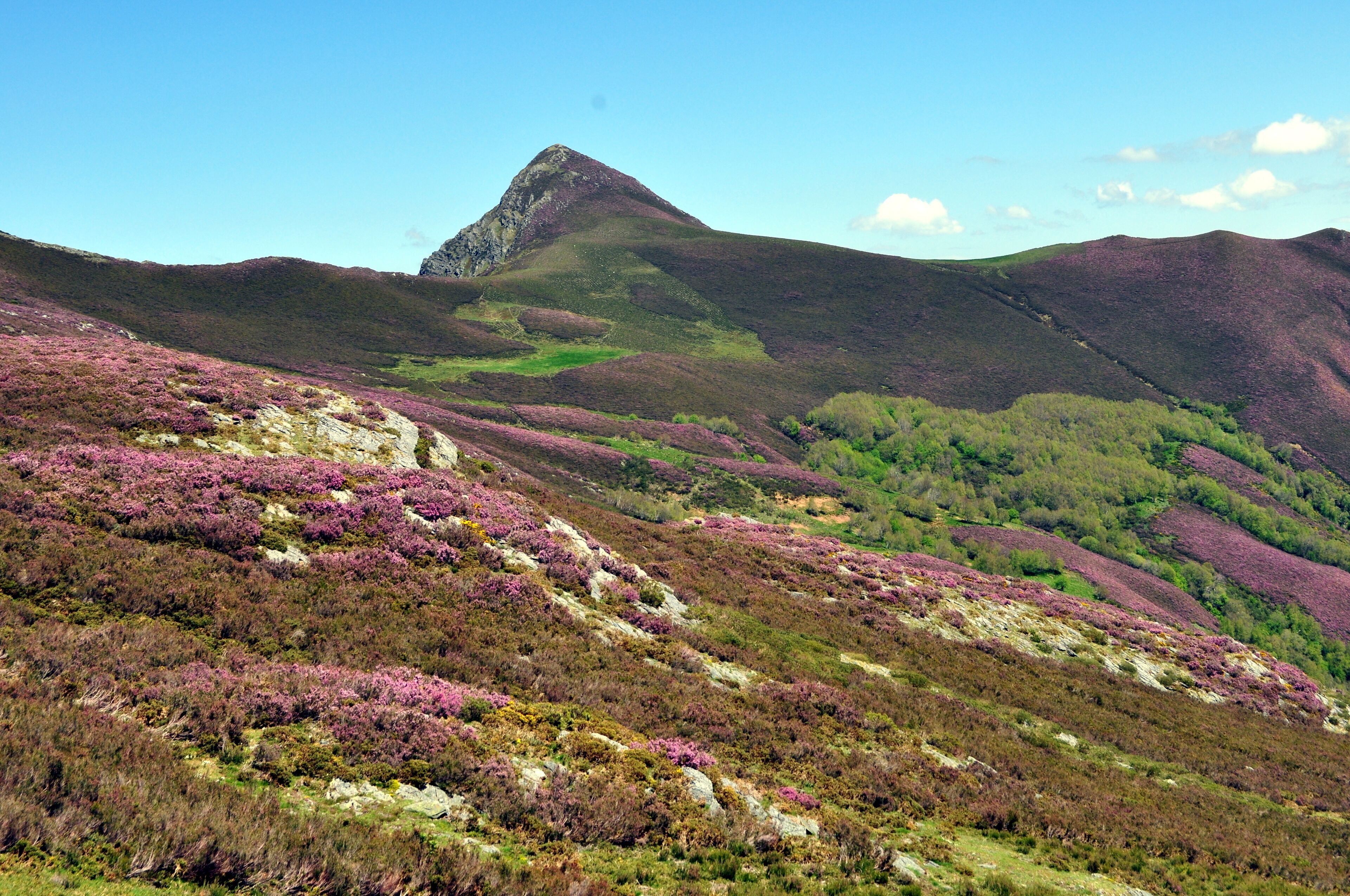 A mountainous landscape with purple heather and green vegetation.