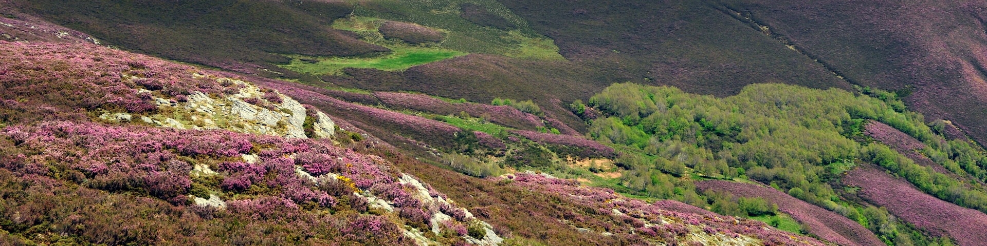 A mountainous landscape with purple heather and green vegetation.