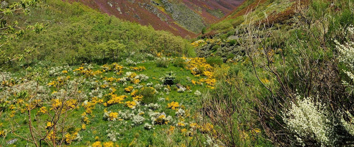 A valley with green grass, yellow and white flowers, and red and brown mountains.