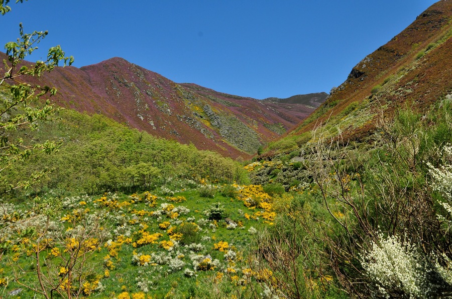 A valley with green grass, yellow and white flowers, and red and brown mountains.