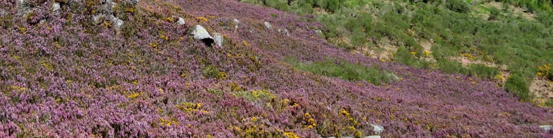 This is a photography of a Site of Community Importance in Spain with the ID: