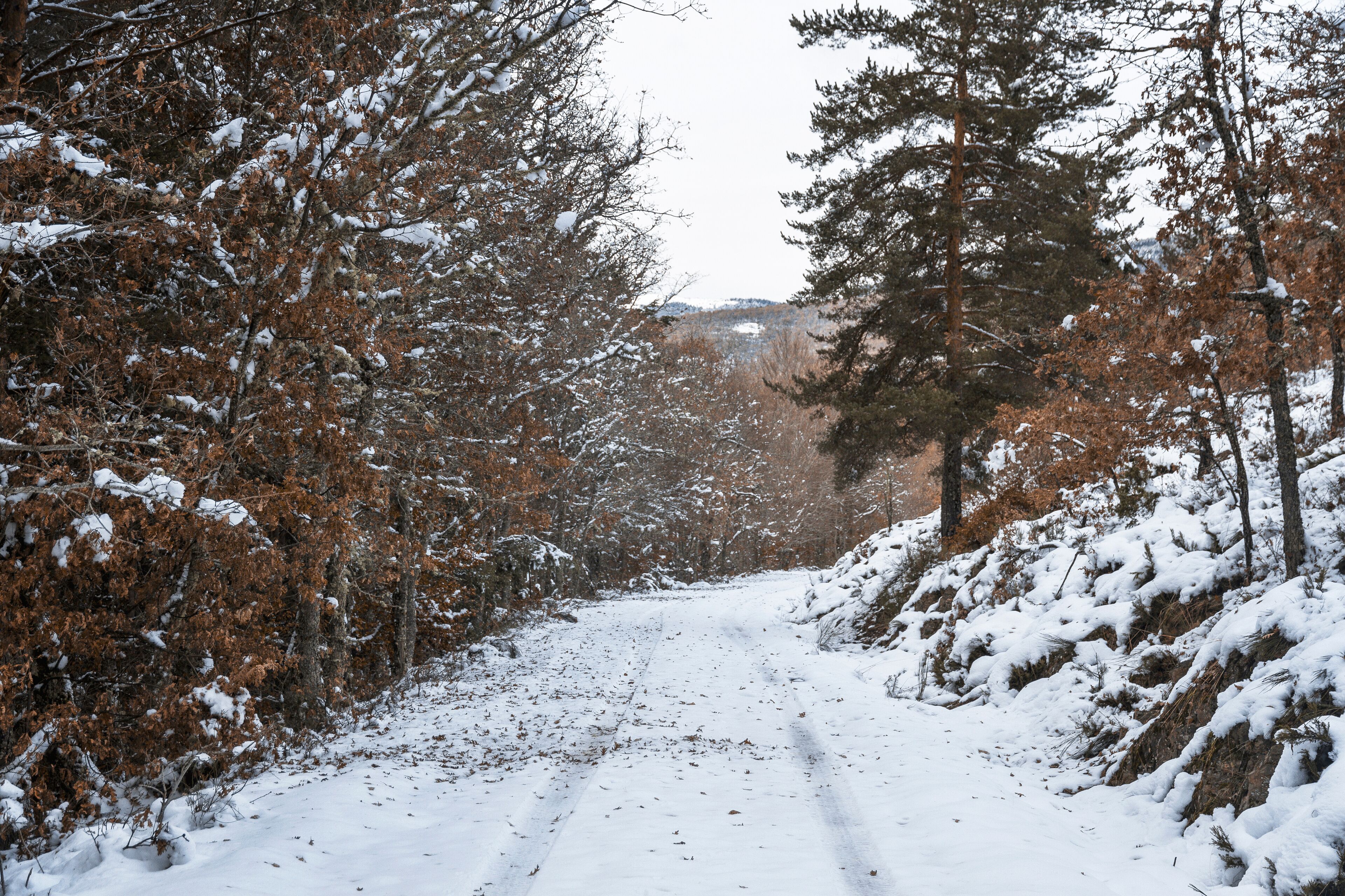 Snowy road surrounded by trees in autumn