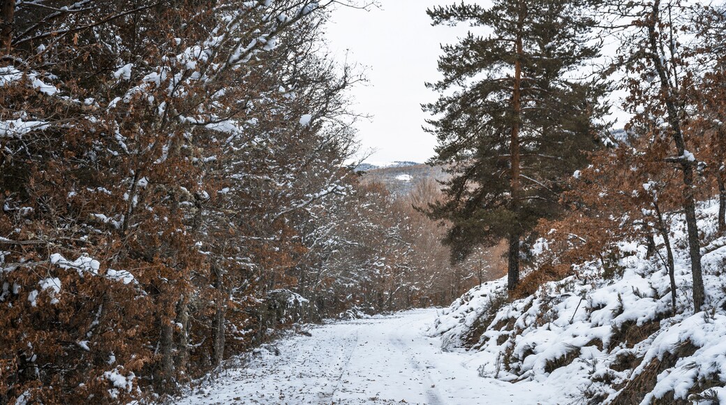 Snowy road surrounded by trees in autumn