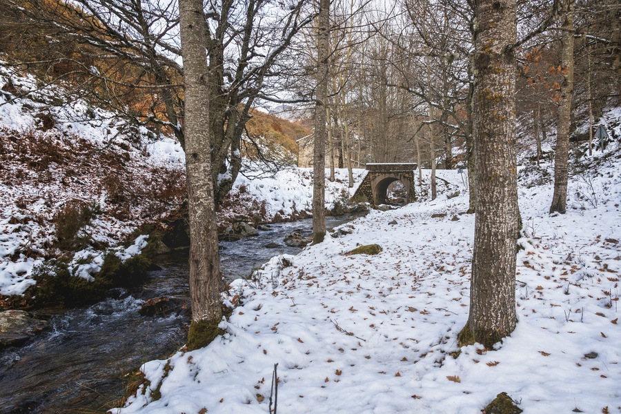 River with a snowy bridge surrounded by trees
