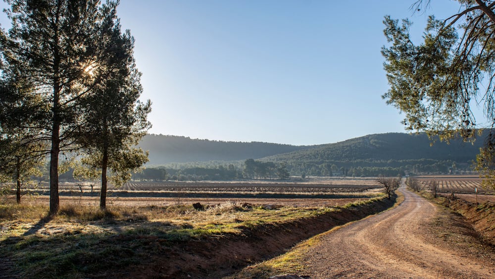 Road to the fields with vineyards at dawn in "Fontanars dels Alforins".