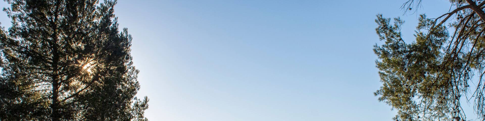 Road to the fields with vineyards at dawn in "Fontanars dels Alforins".