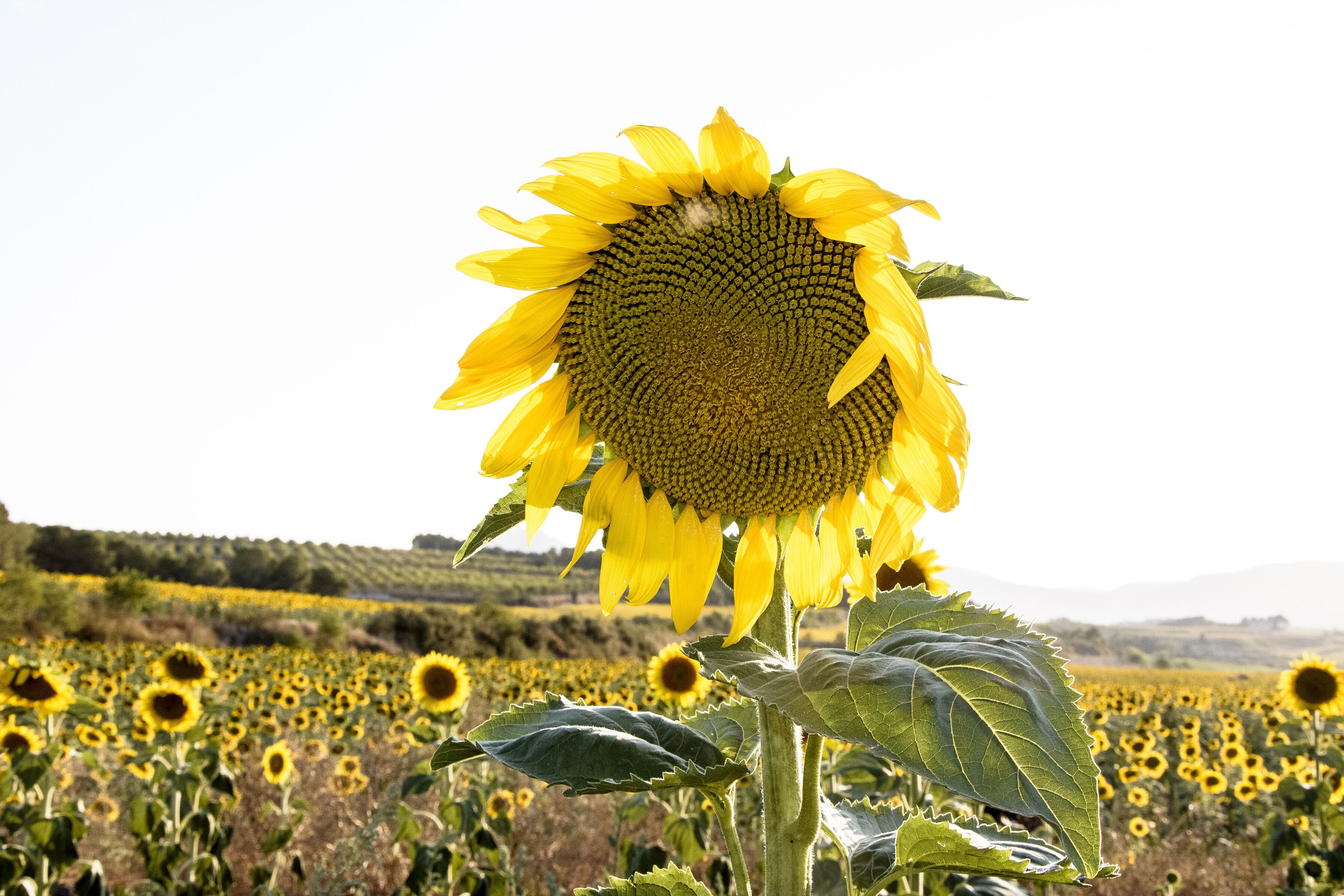 Fontanars dels Alforins