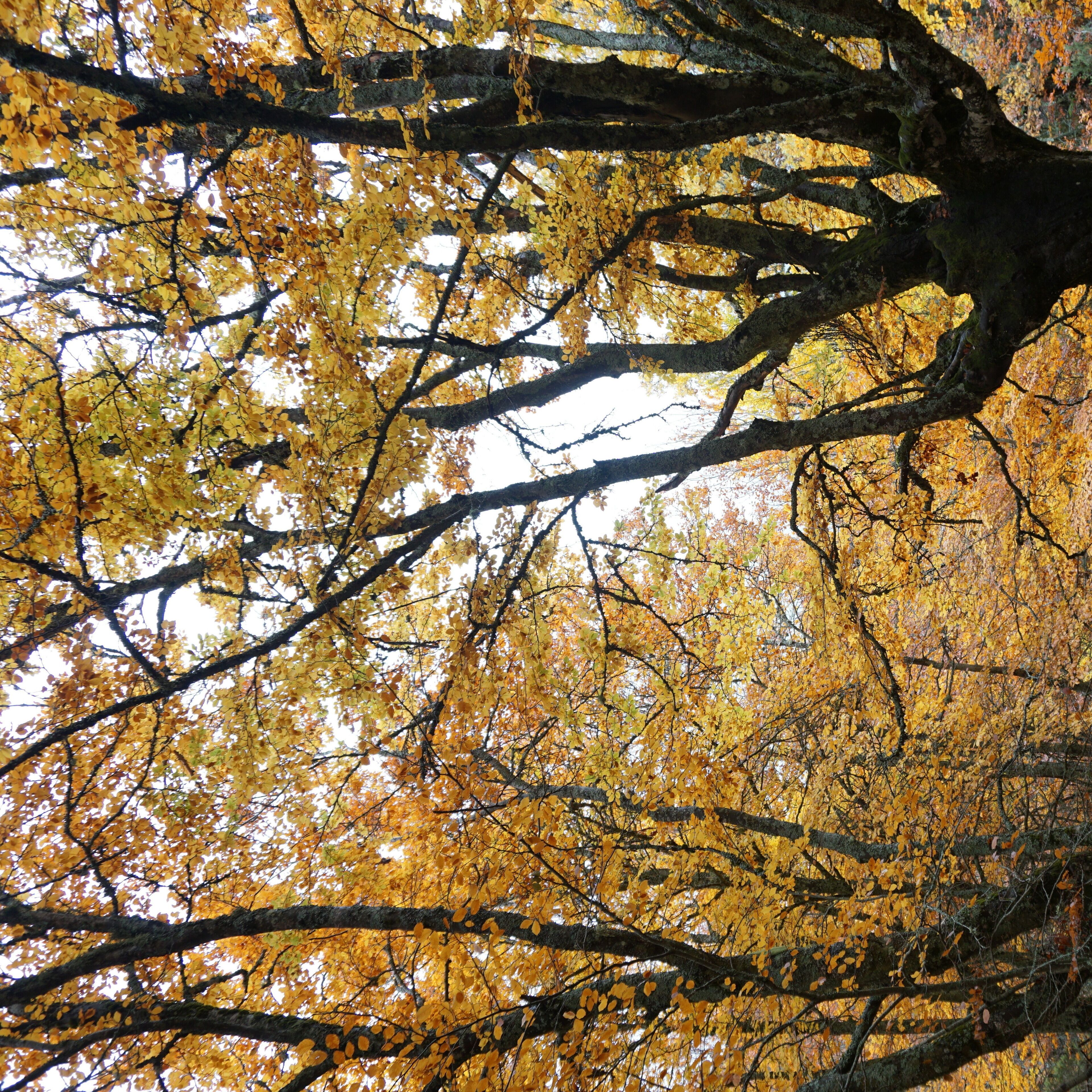 Best visit in October to find these beautiful colours 
#LifeatExpediagroup #segovia #forest #fall