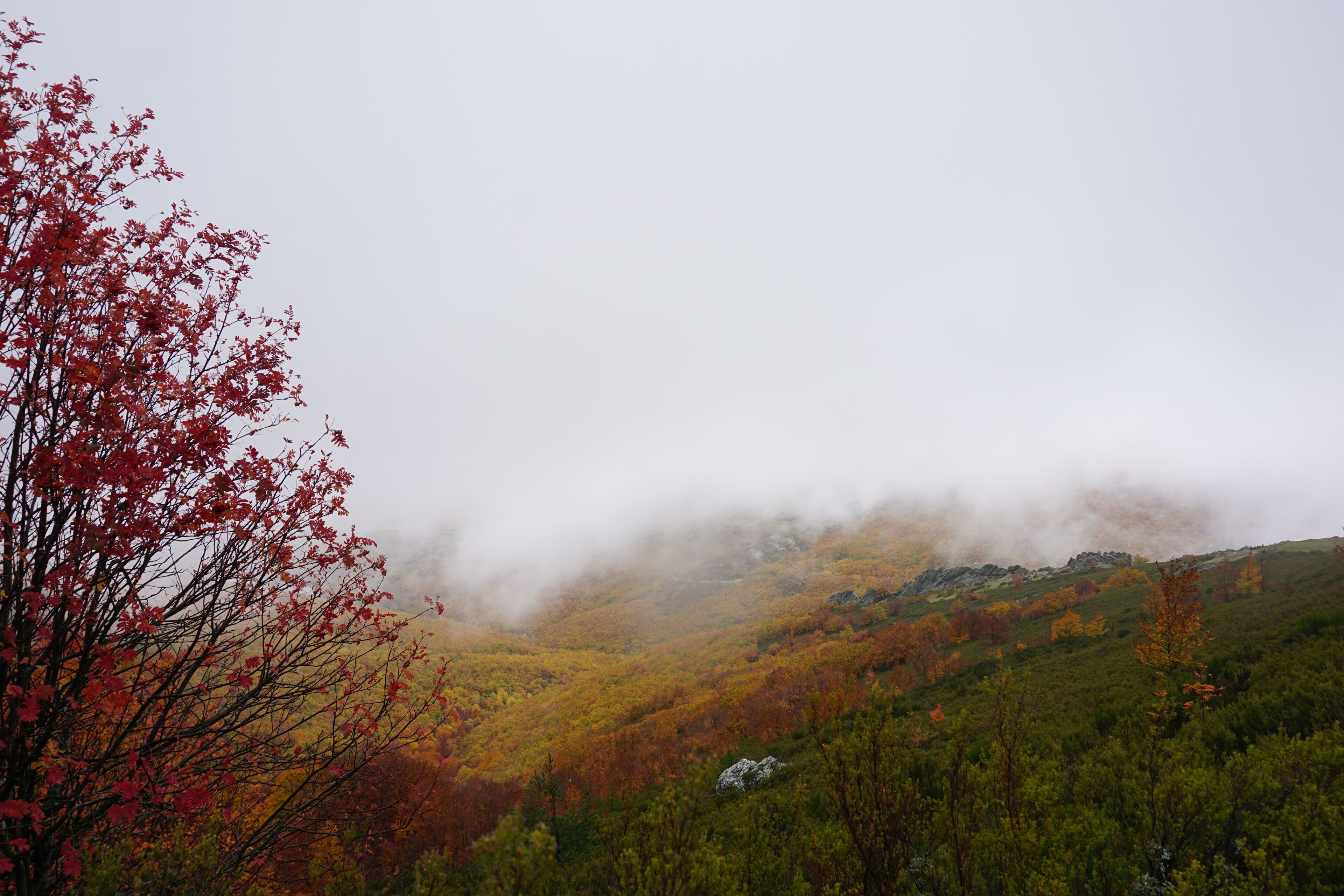 A forested hillside with autumn foliage and a misty atmosphere.