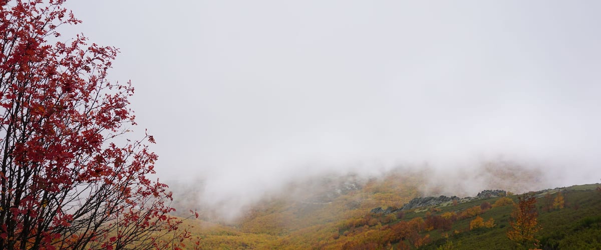 A forested hillside with autumn foliage and a misty atmosphere.