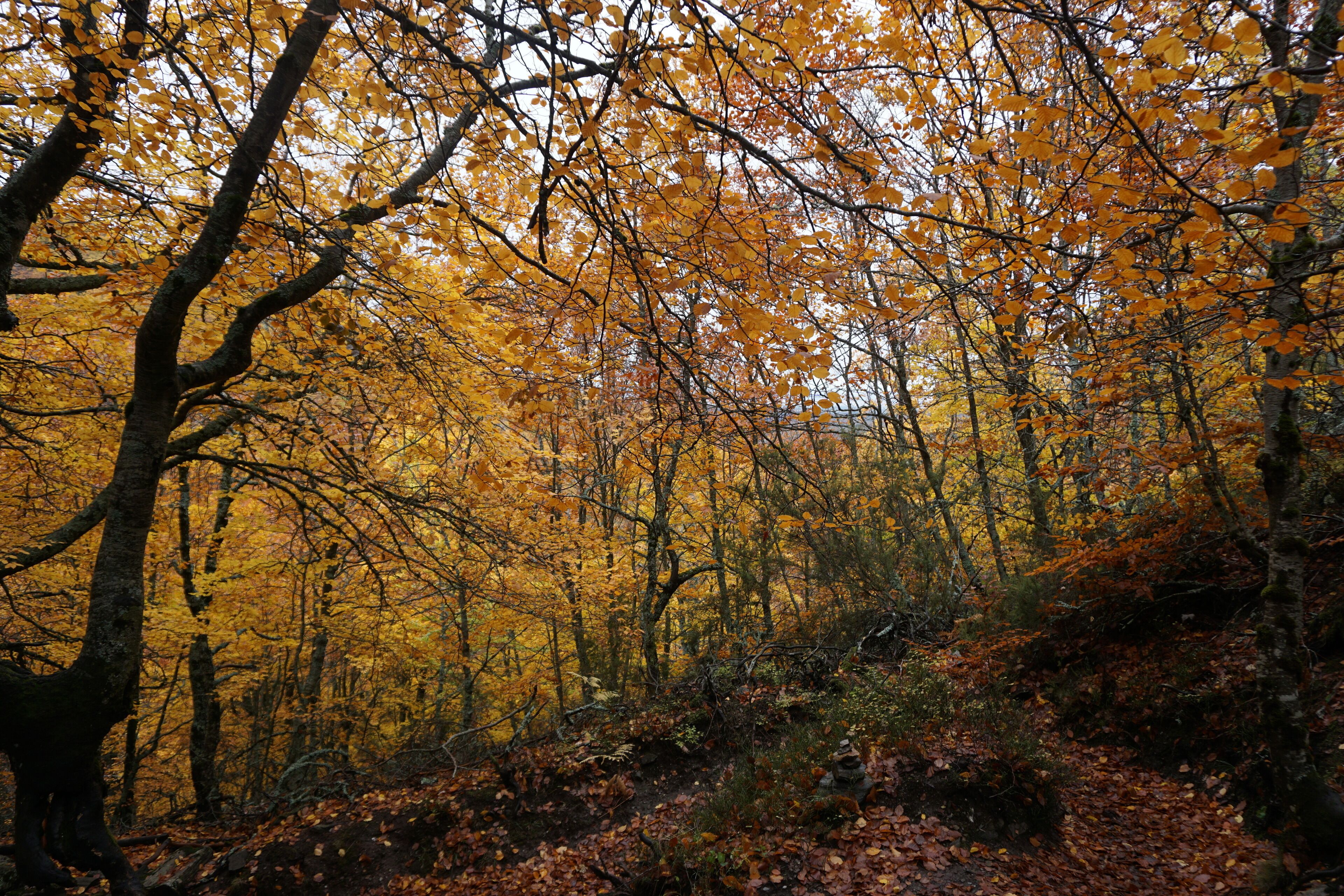 Fall craziness

#lifeatExpediaGroup