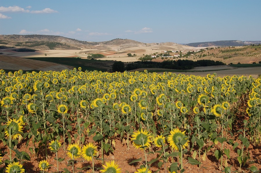 Girasoles