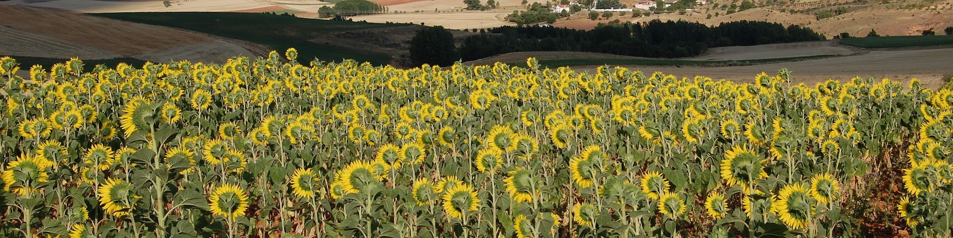 Girasoles