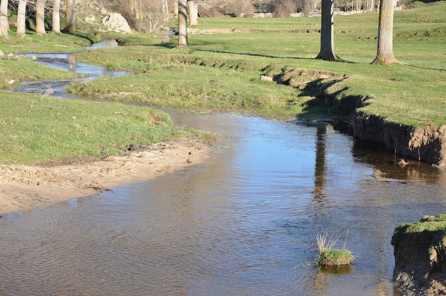 A calm stream with grassy banks and trees in a natural landscape.