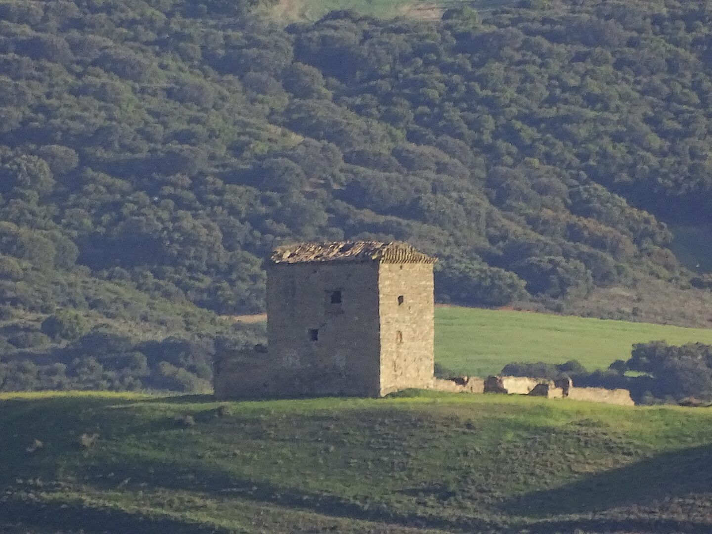 A solitary tower on a grassy hill with dense forest in the background.