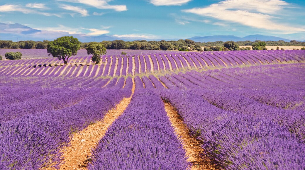 View of the lavender fields of Brihuega, Guadalajara (Spain).