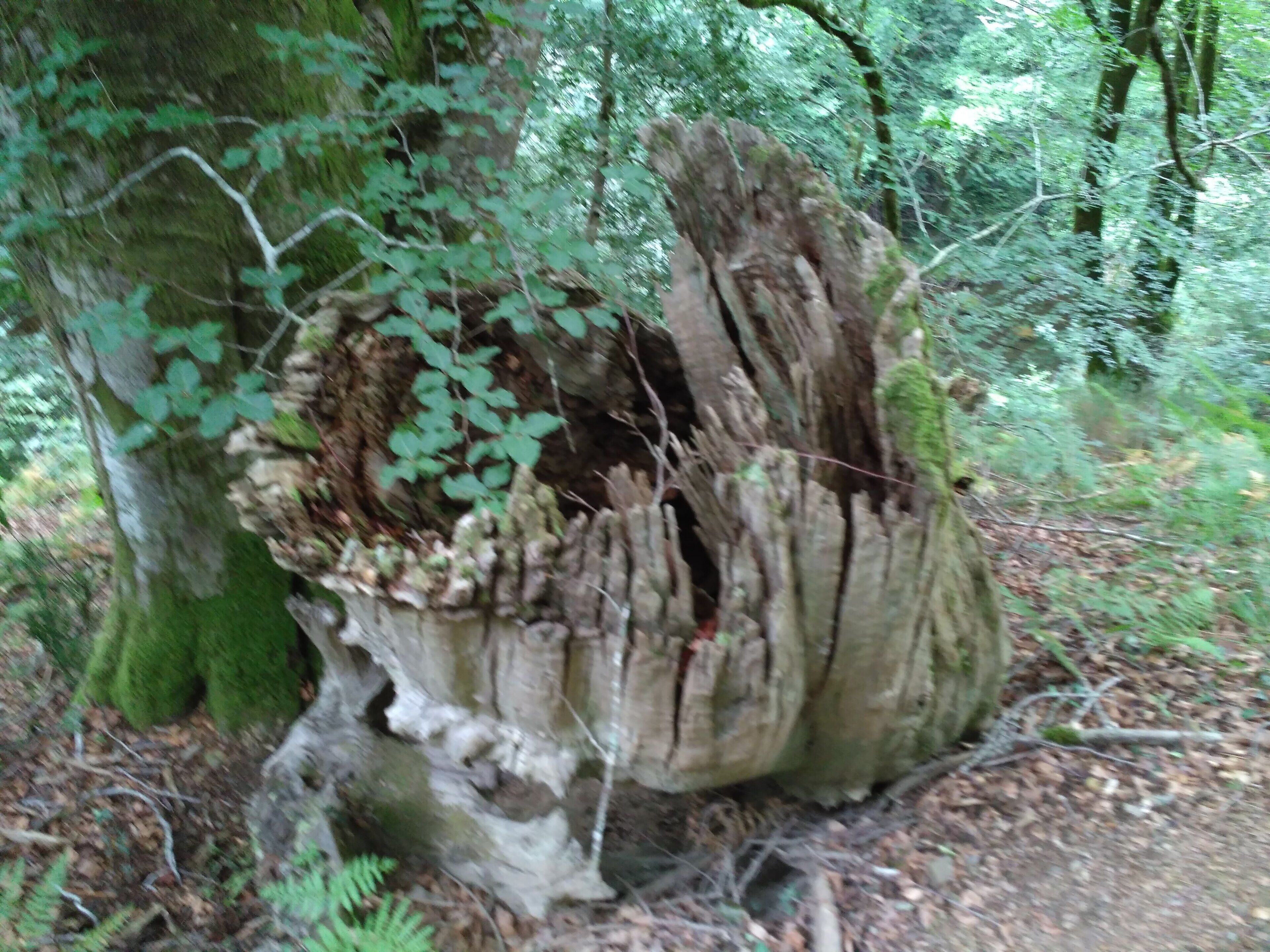 A large tree with a hollow trunk surrounded by dense forest.