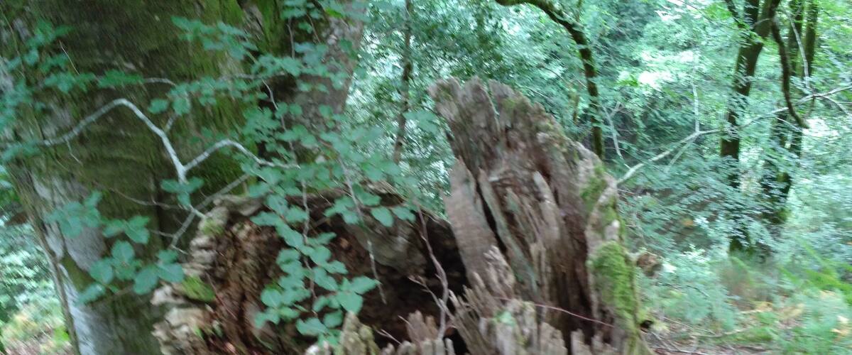 A large tree with a hollow trunk surrounded by dense forest.