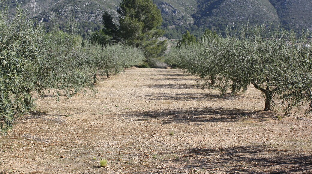 Olive trees 2, Pinet, Valencia