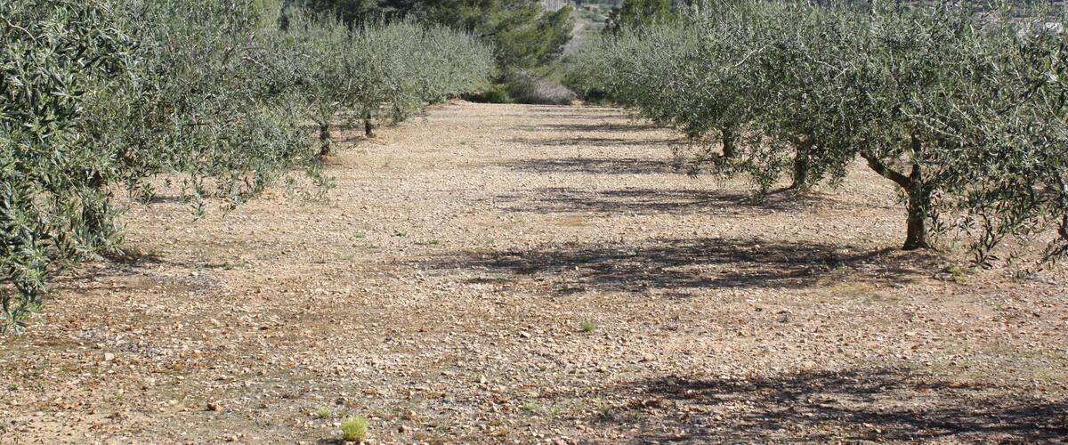 Olive trees 2, Pinet, Valencia
