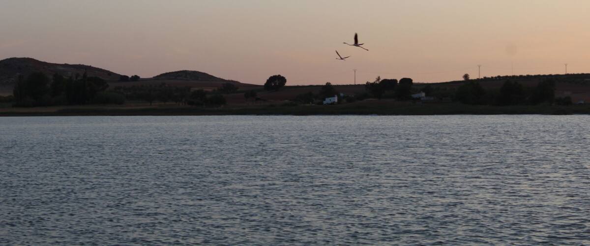 Flamingo flying above Petrola Lagoon at sunset