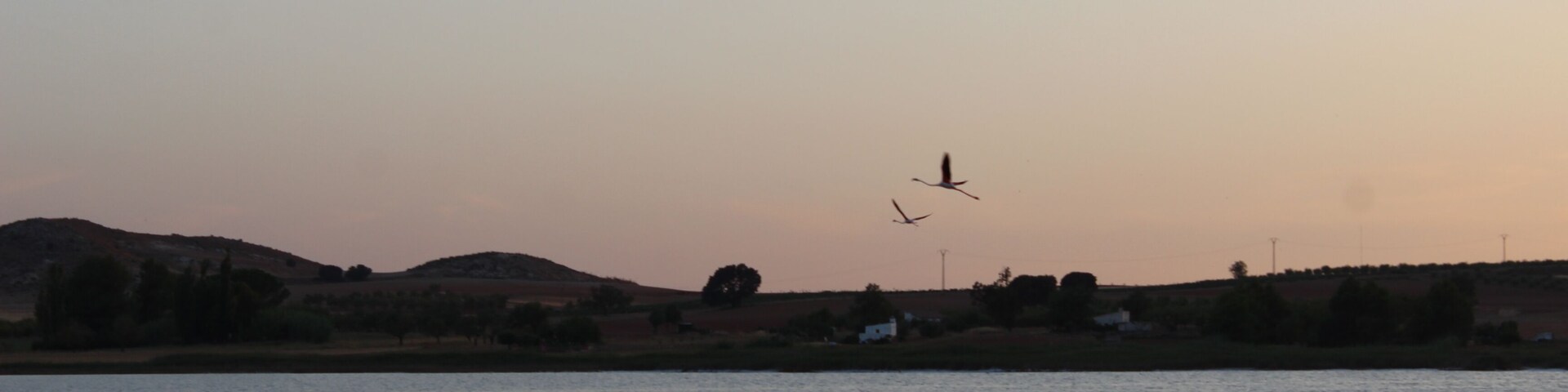 Flamingo flying above Petrola Lagoon at sunset
