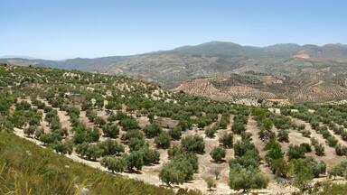 Vista panorámica desde la A4155, entre Alhama de Granada y Salar, Andalucía, España.