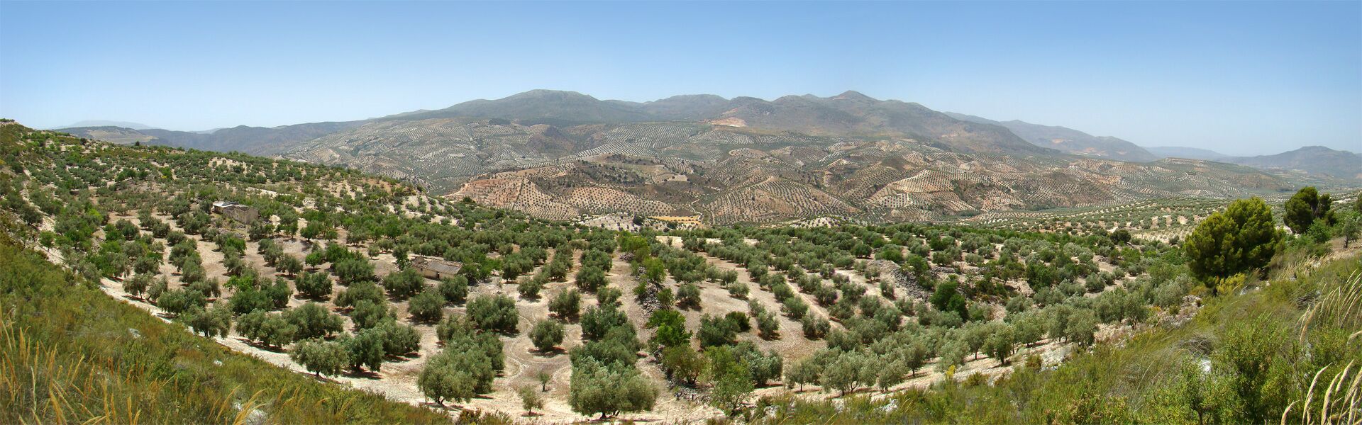 A terraced olive grove with mountains in the background.