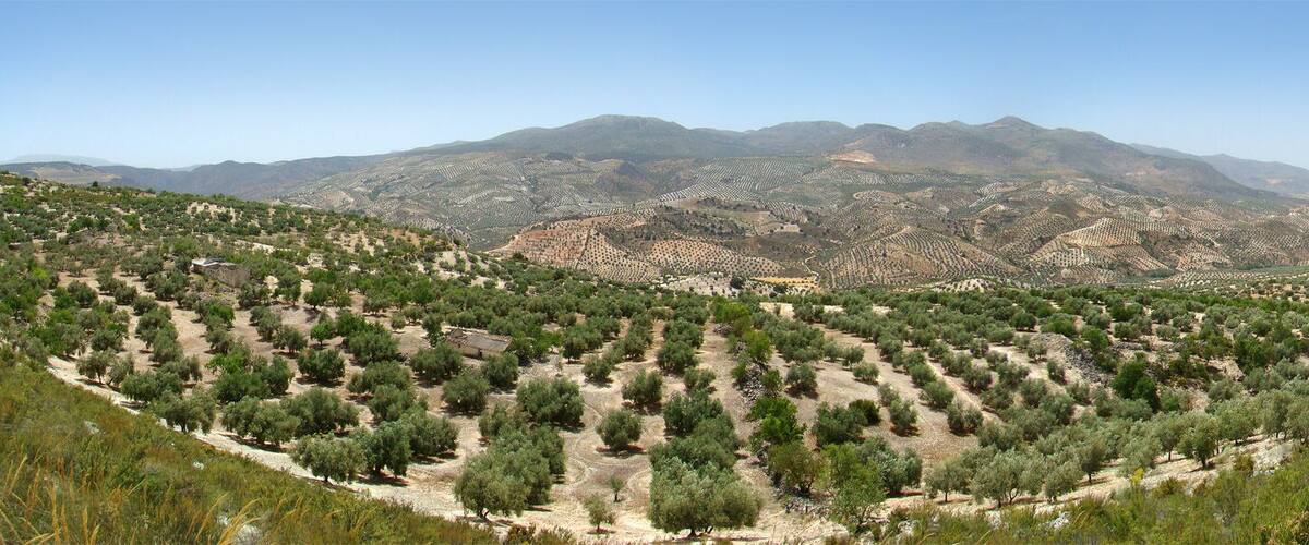 A terraced olive grove with mountains in the background.