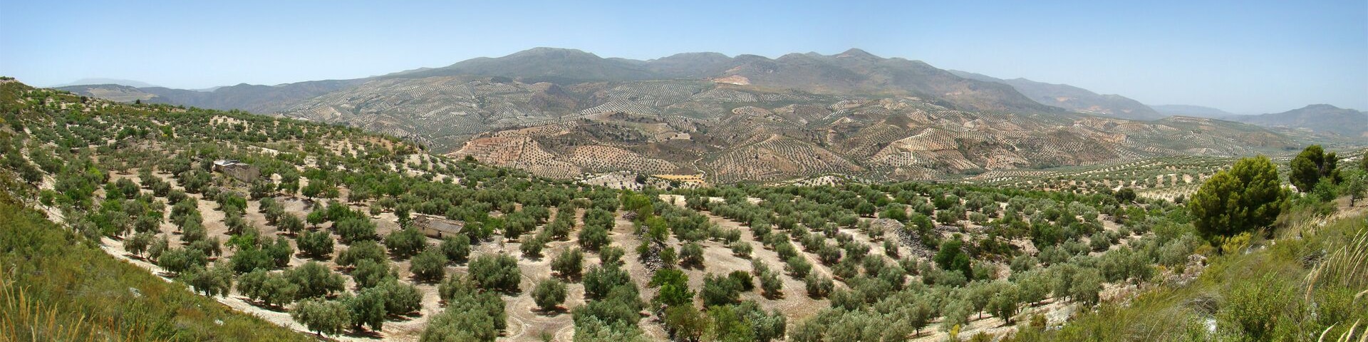 A terraced olive grove with mountains in the background.