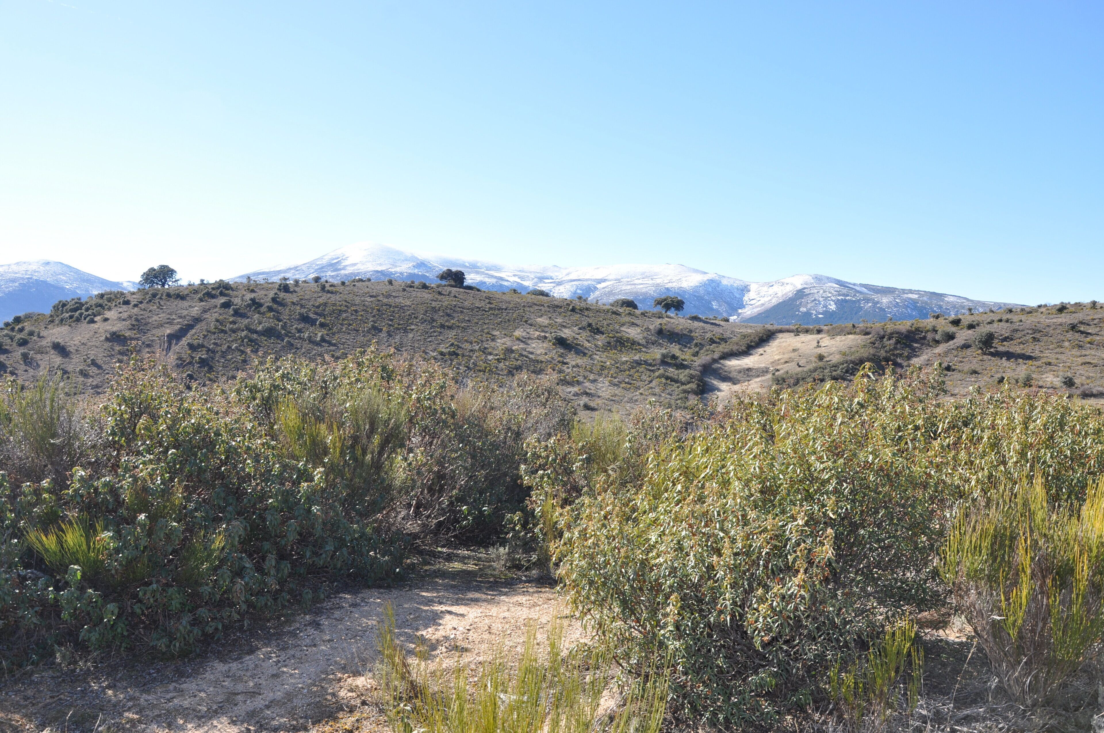 Matorral de estepa negral (Cistus laurifolius) y escobas (Cytisus scoparius), Amavida, Ávila, España.