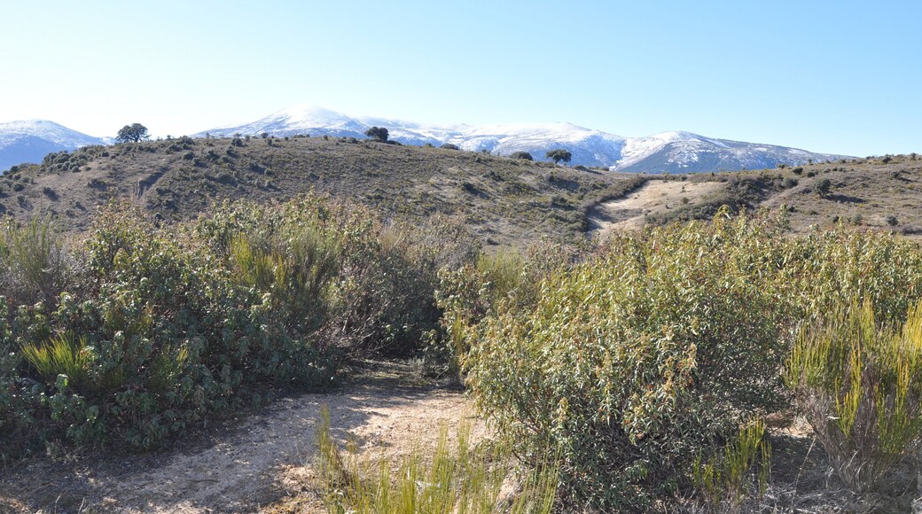 Matorral de estepa negral (Cistus laurifolius) y escobas (Cytisus scoparius), Amavida, Ávila, España.