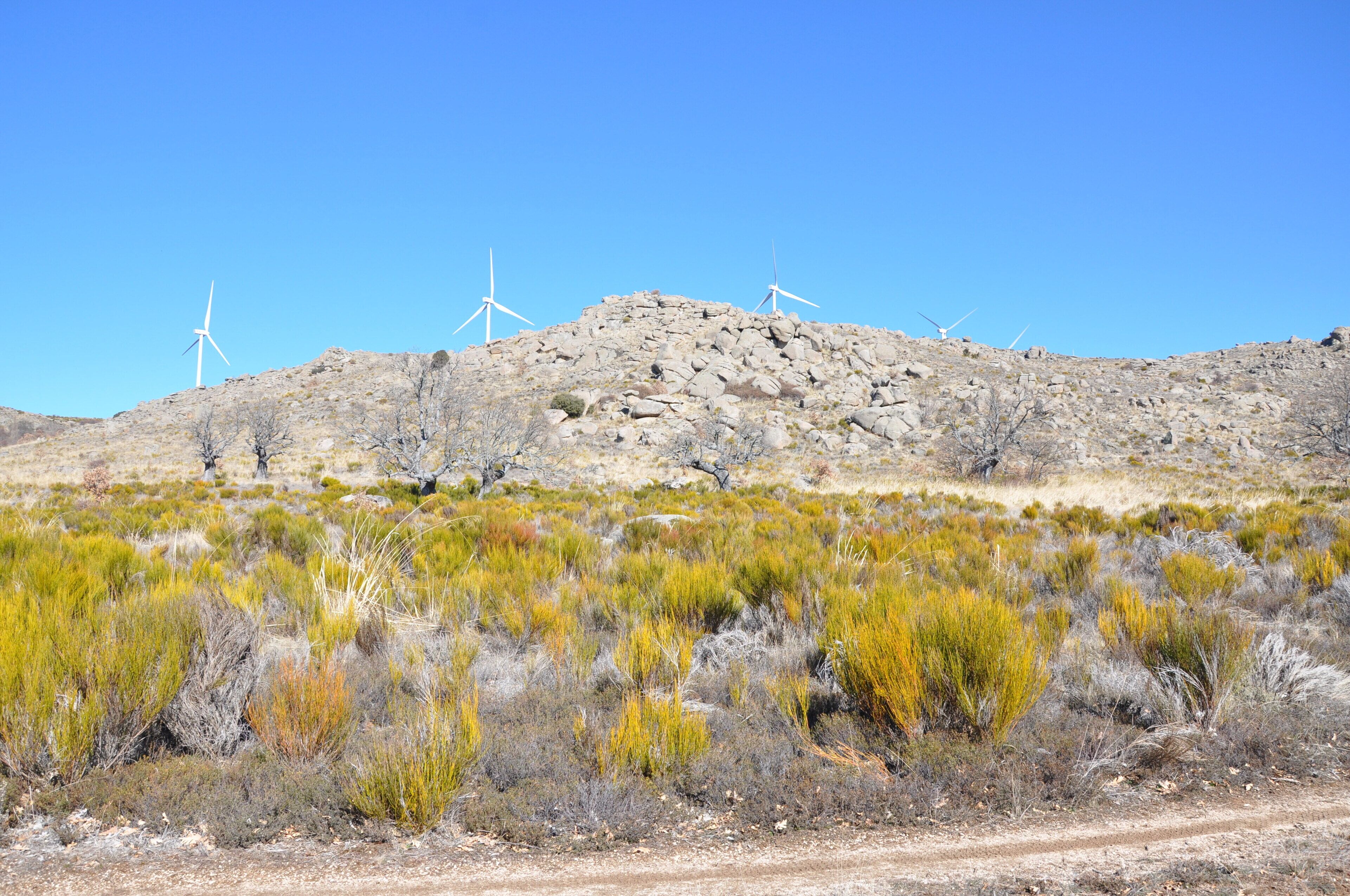 Cerro de Berrueco Negro,(1608 m) desde El Robledo, Sierra de Ávila, Amavida, AV, España. También retama negra y roble melojo en la parte baja.