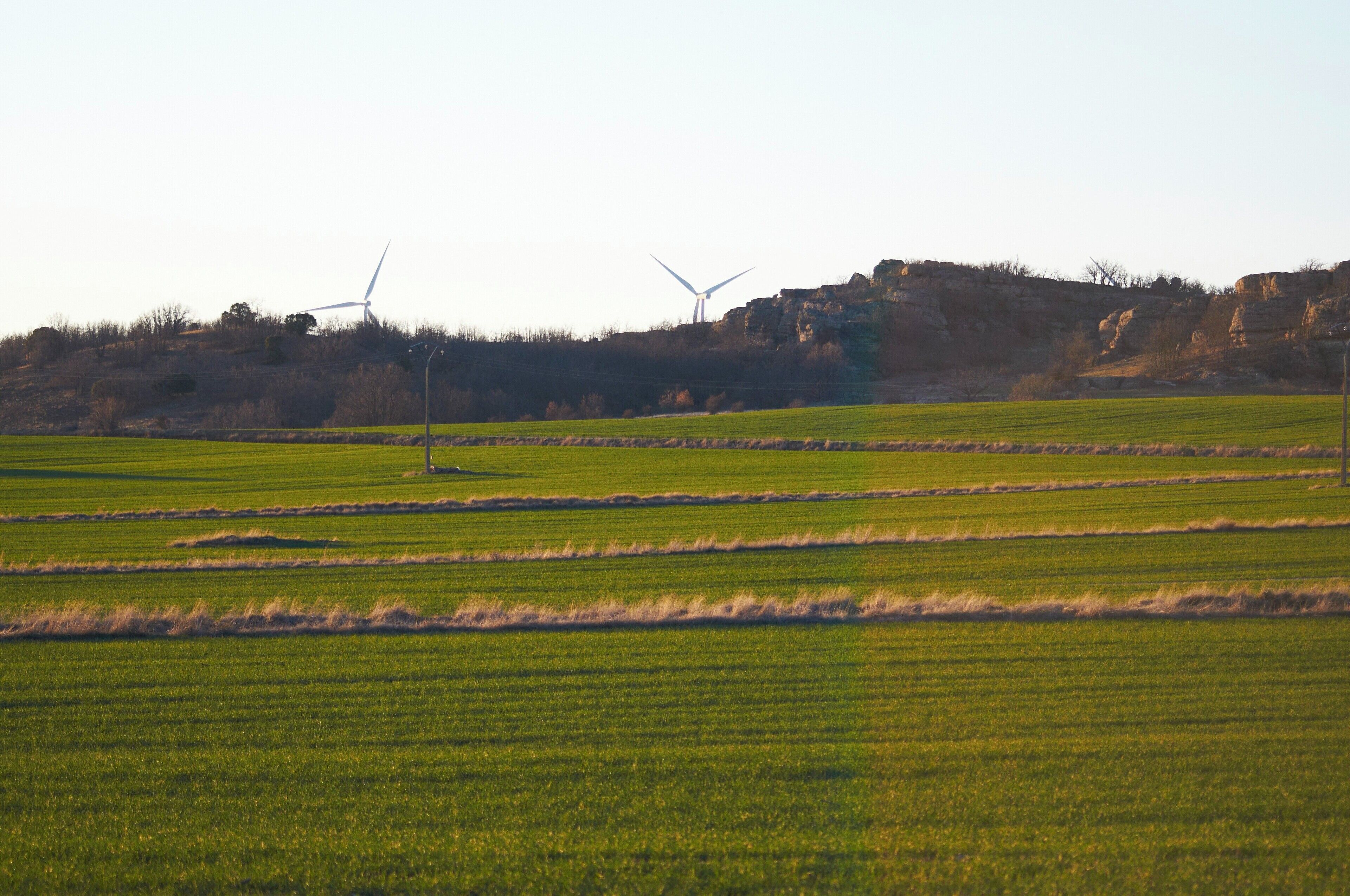A green field with wind turbines in the background.