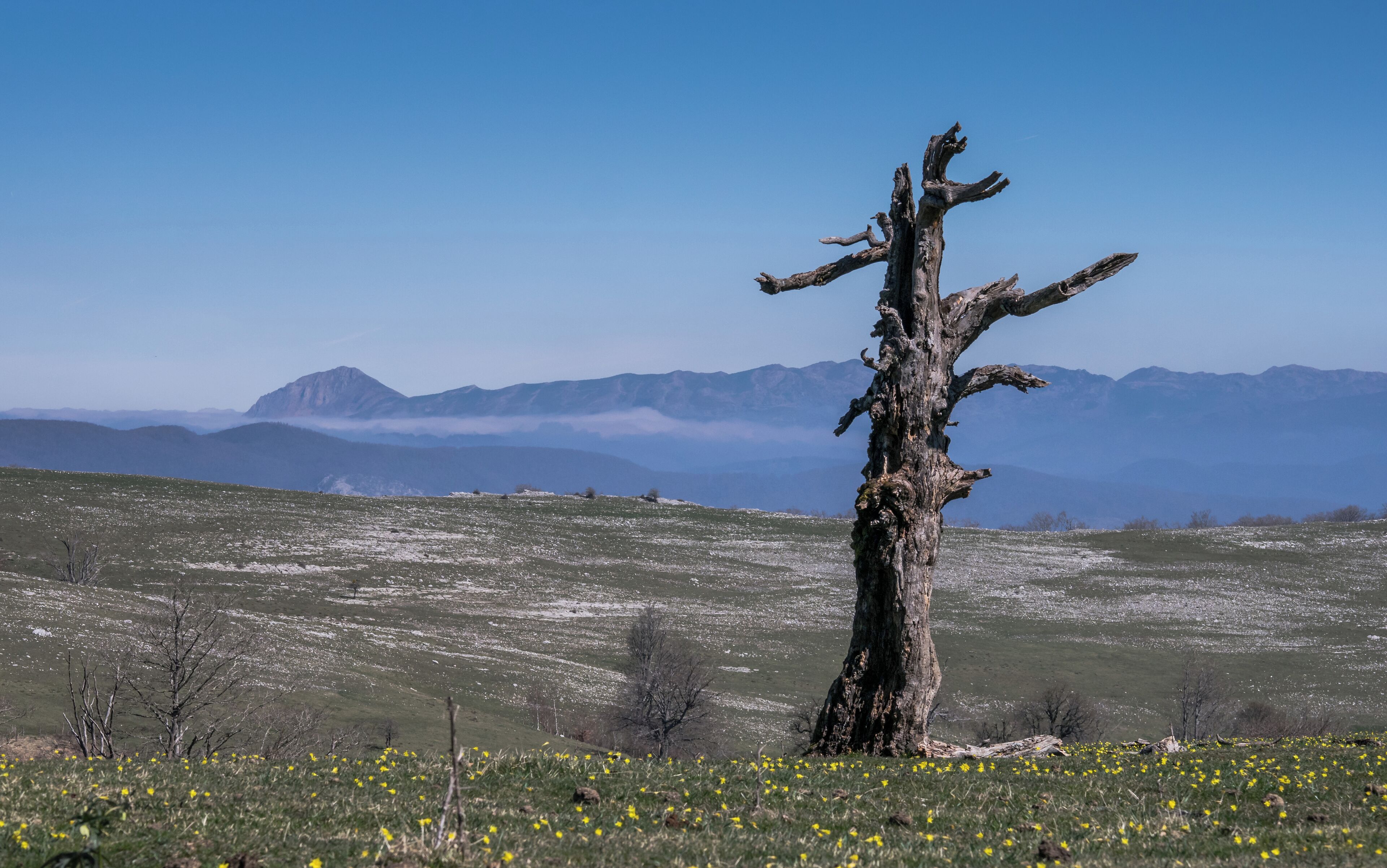 A dead tree in a grassy field with mountains in the background.