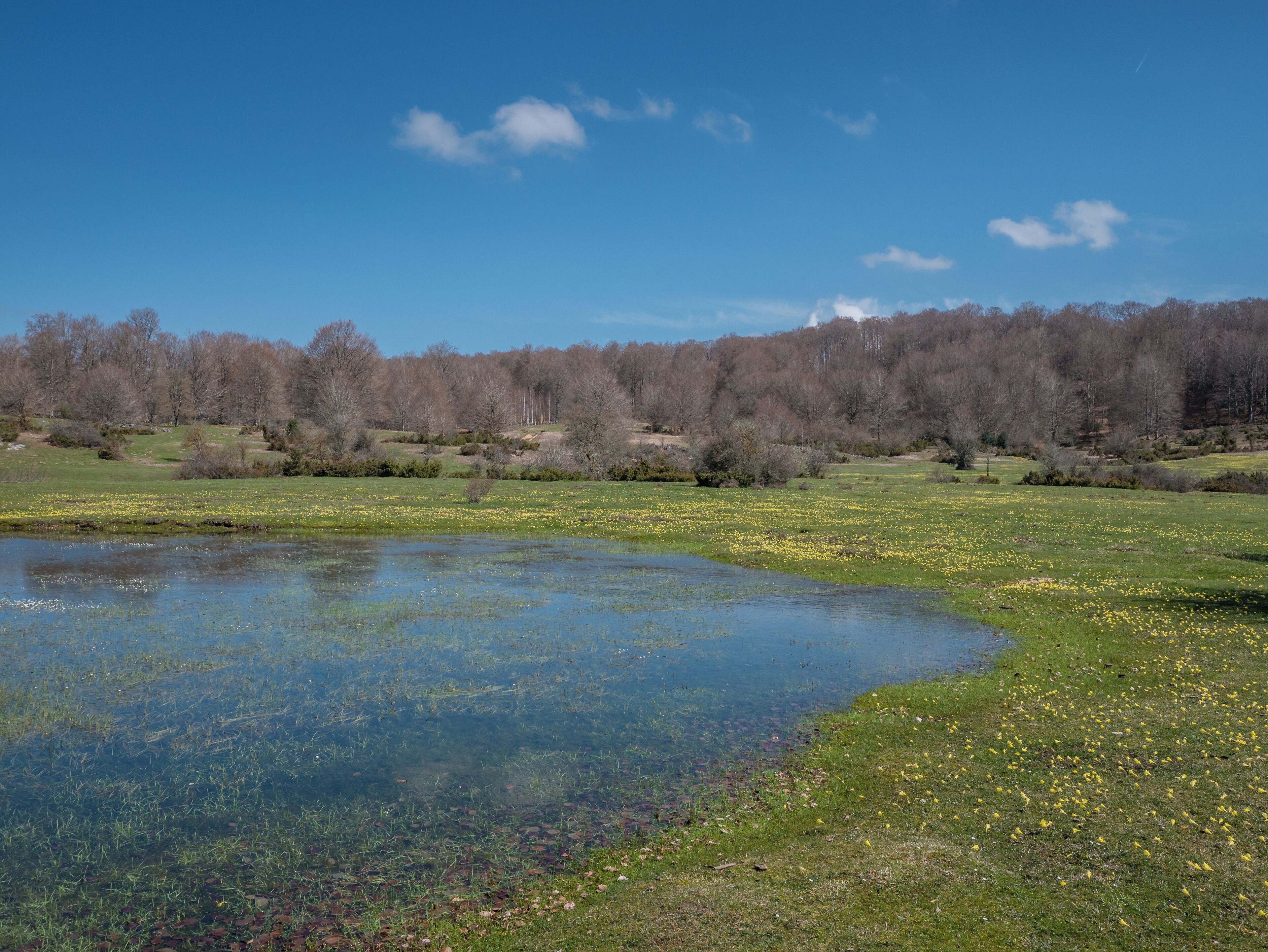 Daffodils (Narcissus) on a meadow in the Entzia mountain range. An information board states the presence of Narcissus pseudonarcissus and Narcissus asturiensis, however their look is more like Narcissus bulbocodium. A pond. Álava, Basque Country, Spain