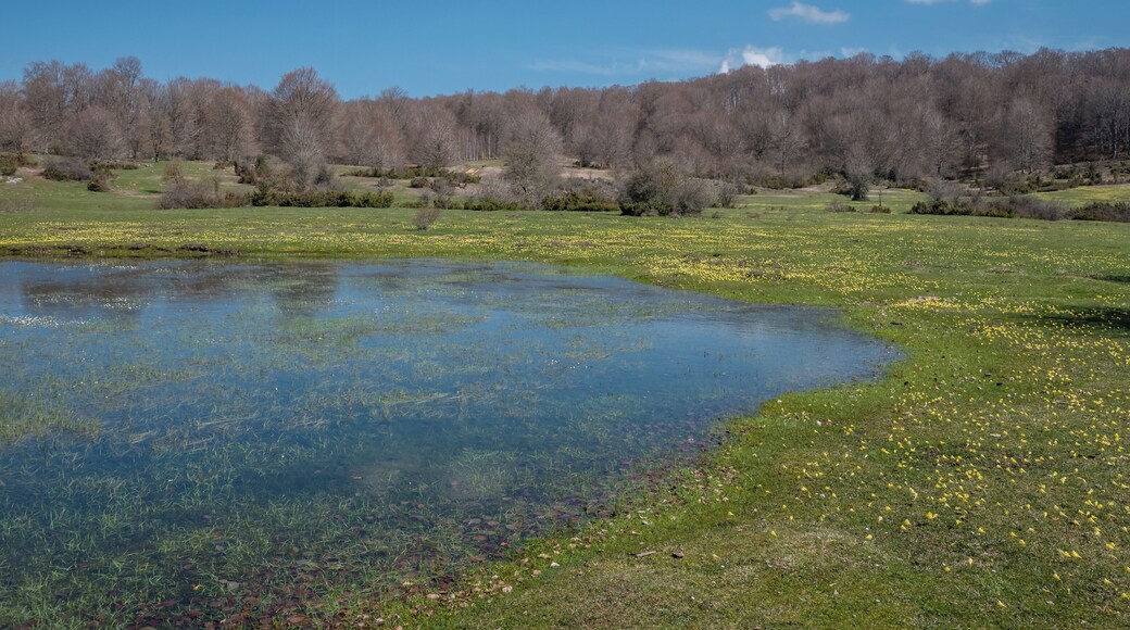 Daffodils (Narcissus) on a meadow in the Entzia mountain range. An information board states the presence of Narcissus pseudonarcissus and Narcissus asturiensis, however their look is more like Narcissus bulbocodium. A pond. Álava, Basque Country, Spain