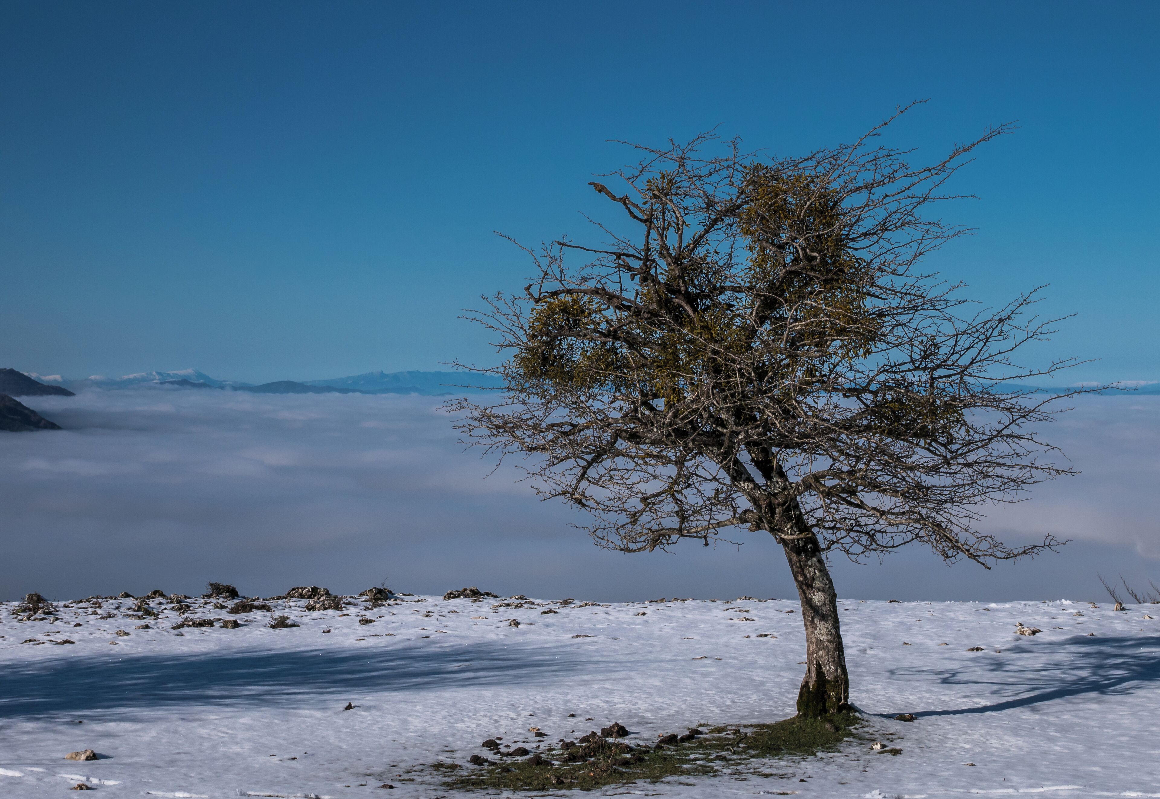 Hawthorn (Crataegus monogyna or Craetegus laevigata) in the Entzia mountain range, over a sea of fog in the back. Álava, Basque Country, Spain