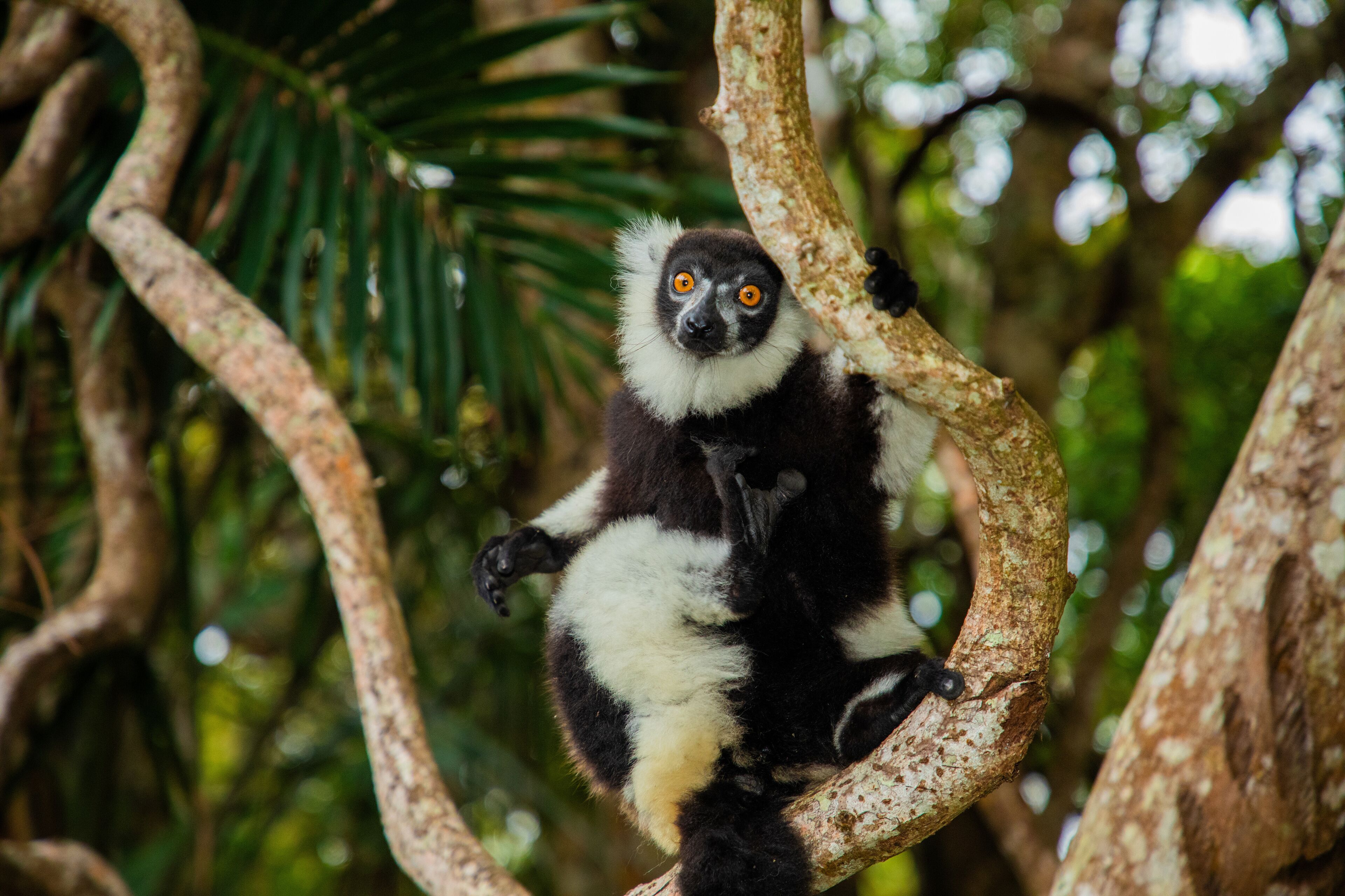 black and white vary lemur in natural environment
