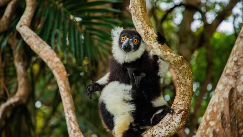black and white vary lemur in natural environment