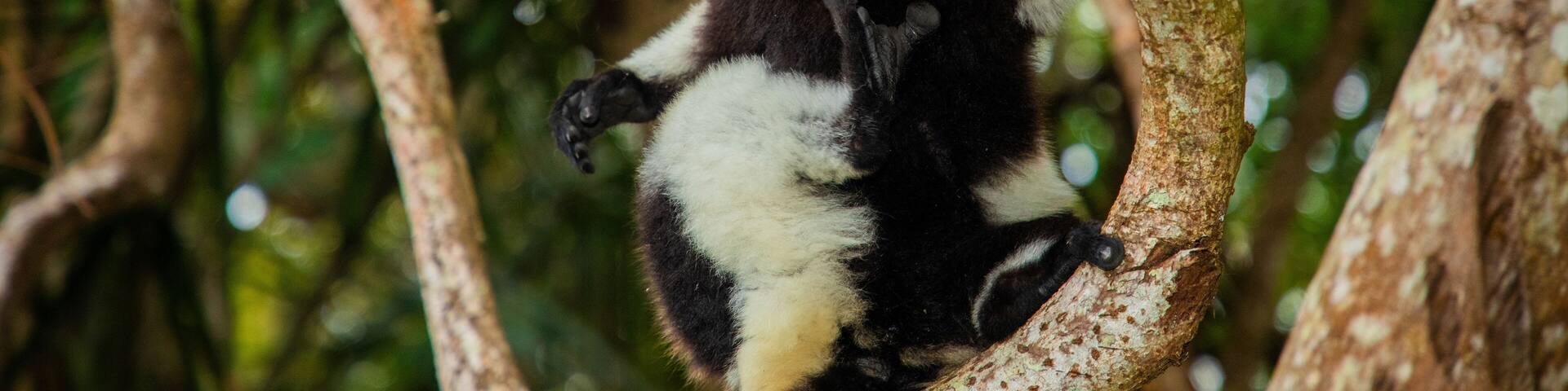 black and white vary lemur in natural environment