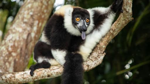 black and white vary lemur in natural environment