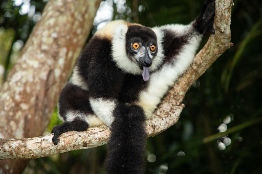 black and white vary lemur in natural environment