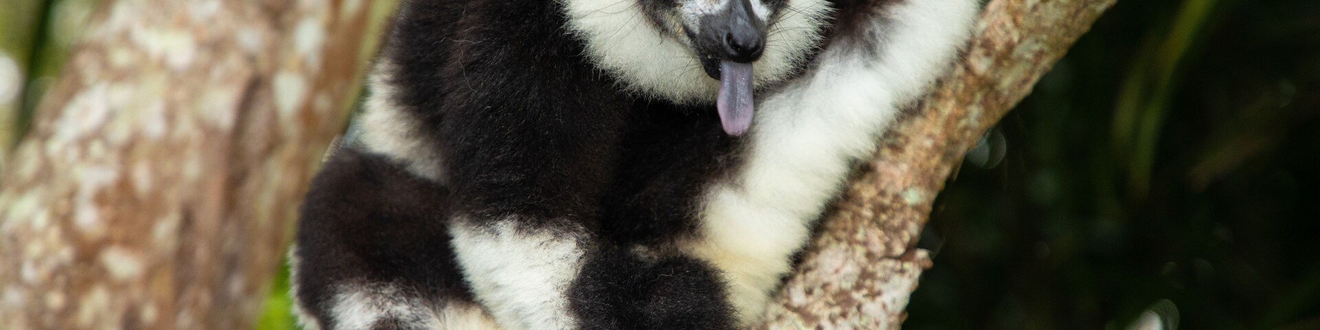 black and white vary lemur in natural environment