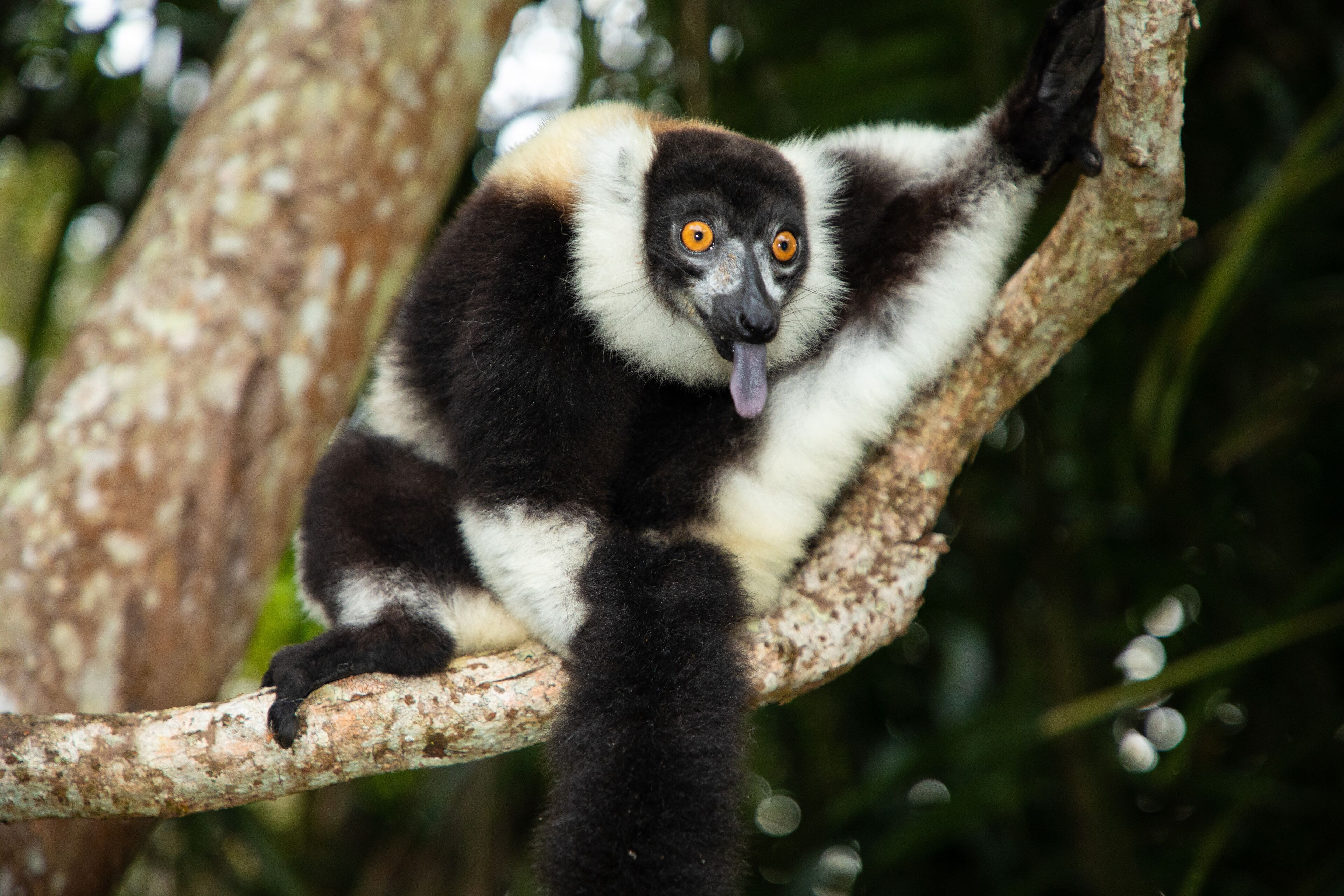 A lemur with black and white fur sitting on a tree branch.