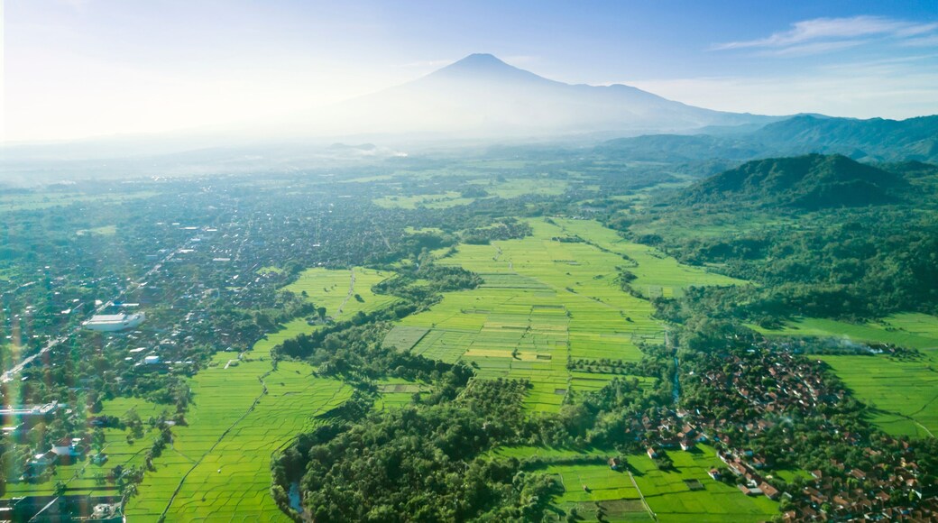 Beautiful view of paddy field and village