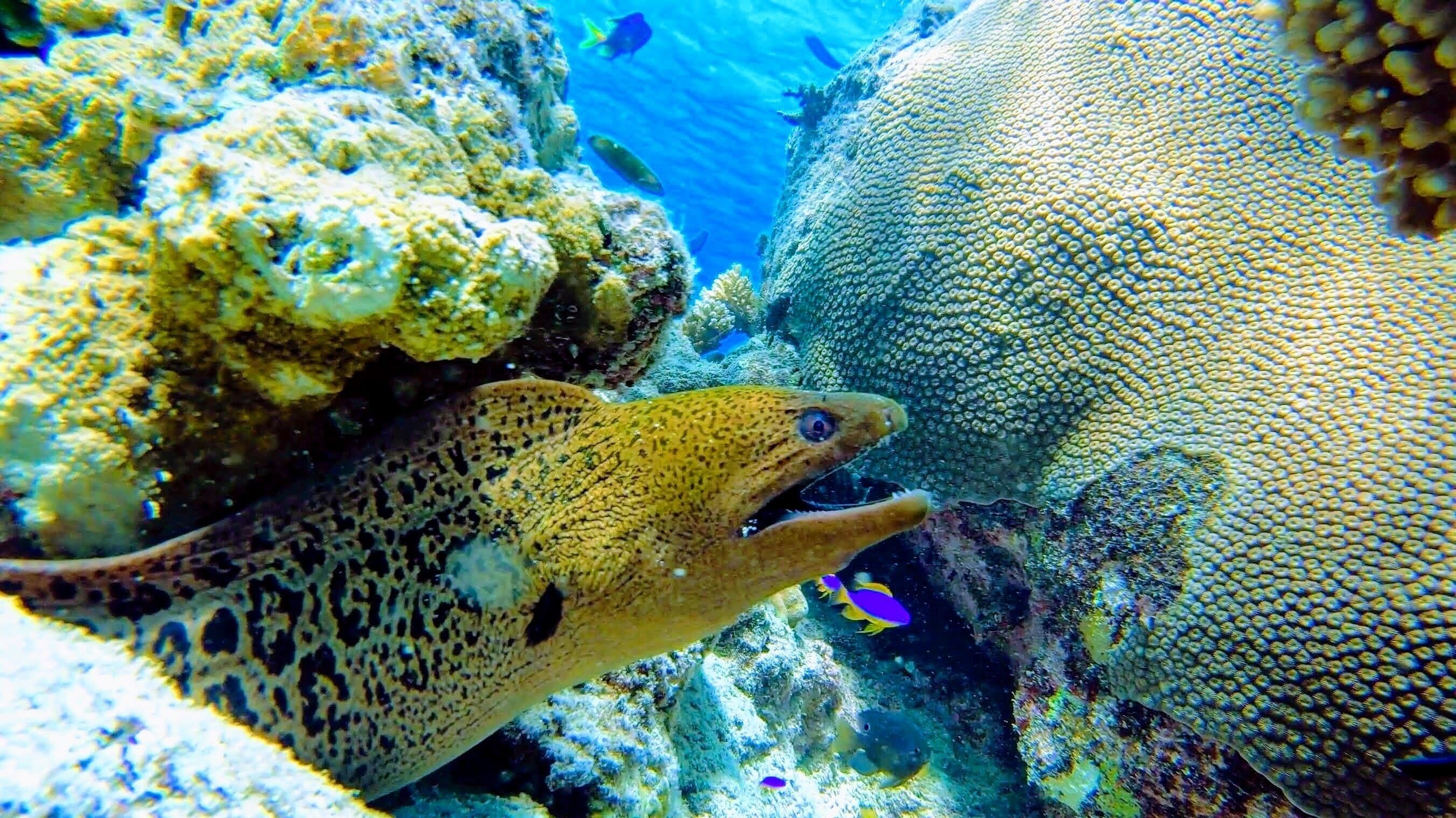 Snorkeling in house reef 