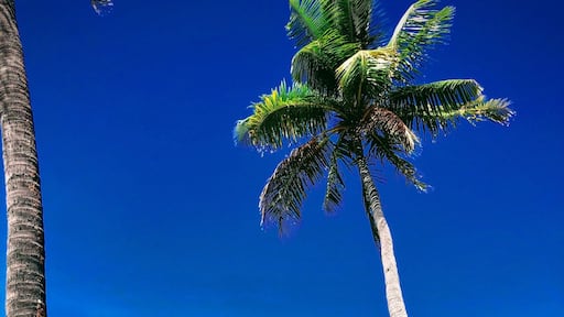 Relaxing by the beach in Paradise Cove